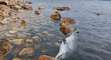 Kınalıada Sahili'nde üzücü görüntü: Ölü yunus kıyıya vurdu