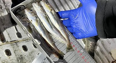 Kırklareli'nde su ürünleri nakil araçlarına sıkı denetim