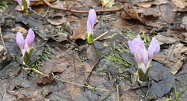 Kış şartlarının devam ettiği Şırnak'ta çiçekler açtı