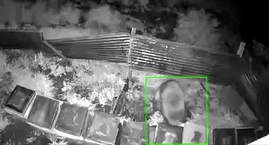 Kış uykusundan kalkan ayı, kovanlara saldırdı