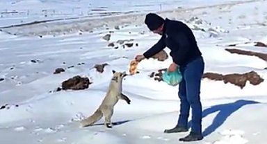 Kışın zor günlerinde tilkiye işçilerden şefkat eli
