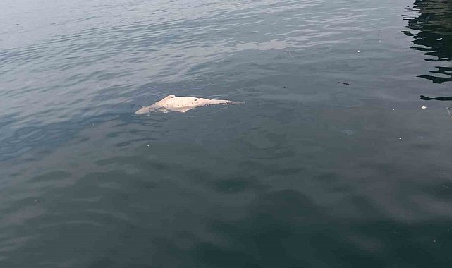 Kocaeli'de kıyıya sürüklenen ölü yunus görüntülendi