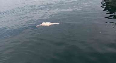 Kocaeli'de kıyıya sürüklenen ölü yunus görüntülendi