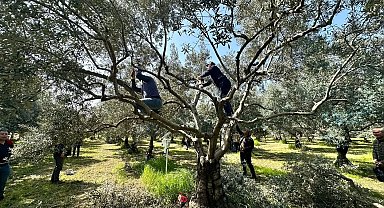 Koçarlılı üreticilere uygulamalı budama eğitimi