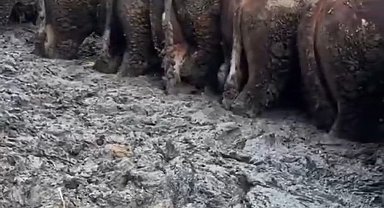 Konya'da sosyal medyaya yansıyan hayvancılık işletmesi görüntülerine inceleme