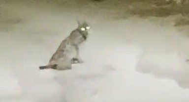 Konya'da vaşak görüntülendi