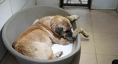 Köpeği ezen sürücü serbest bırakıldı