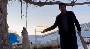 Köpeği zincirle ağaca asarak öldüren şahıs gözaltına alındı