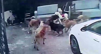 Köpek sürüsü kediyi parçaladı, korkudan çocuğunu okuldan aldı