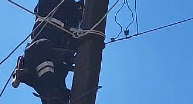 Köpeklerden korkup elektrik direğine çıkan kedi kurtarıldı