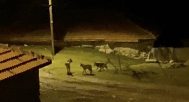 Köye inen kurt sürüsü kamerada