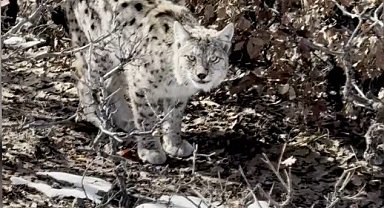 Köyün içerisine giren vaşak görüntülendi