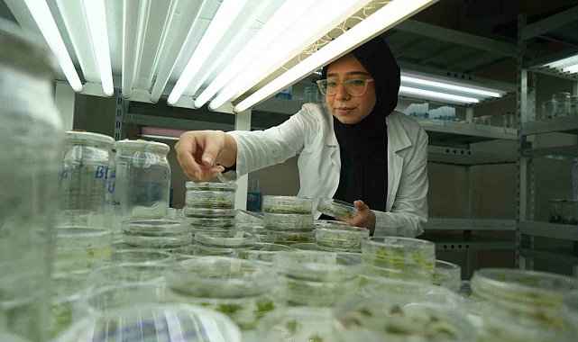 Kuraklığa dayanıklı domatesler geliştiriliyor