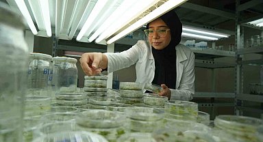 Kuraklığa dayanıklı domatesler geliştiriliyor