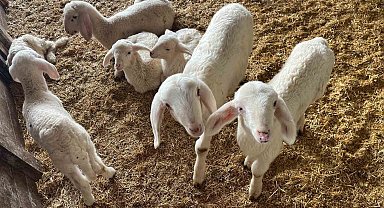 Kurbanlıklar görücüye çıkmaya başladı