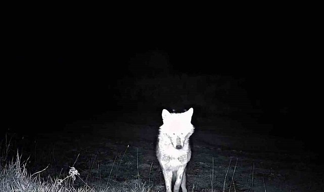 Kurt, çakal, karaca ne ararsan var, yaban kedisi bile var