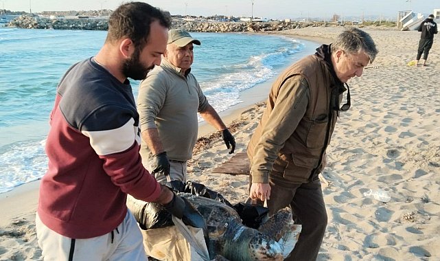Kuşadası'nda 2 yeşil deniz kaplumbağası ve 1 caretta caretta ölü bulundu