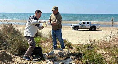 Kuşadası'nda deniz kaplumbağası ölümleri artıyor: Bir haftada 7 kayıp