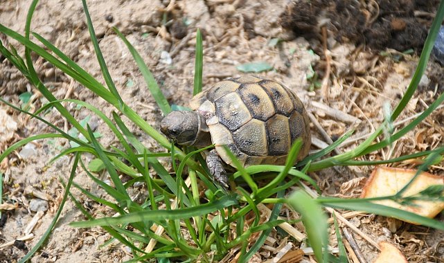 Kuşadası'nda kaplumbağalar için özel yaşam alanı oluşturuldu