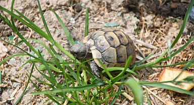 Kuşadası'nda kaplumbağalar için özel yaşam alanı oluşturuldu