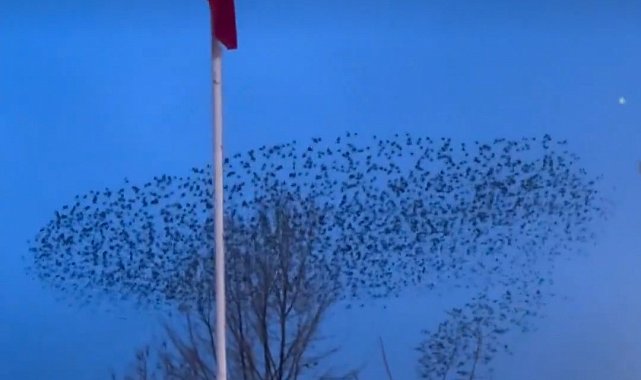 Kuşların Türk bayrağı çevresindeki mest eden dansı kamerada