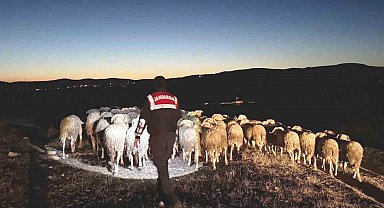 Kütahya'da kaybolan hayvanları jandarma dronla buldu