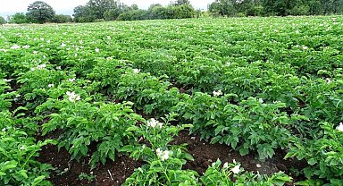 Kütahya'da patates üreticilerine 'Bitki Pasaportu' uyarısı