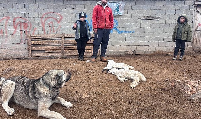 Kuzular belirti göstermeden bir anda telef oluyor