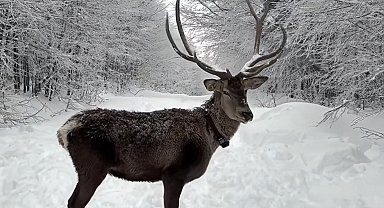 Kuzuyayla'da tatilcilere kar ve kızıl geyik sürprizi