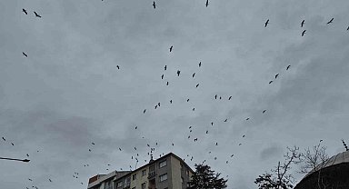 Leyleklerin gökyüzündeki dansı görsel şölen oluşturdu