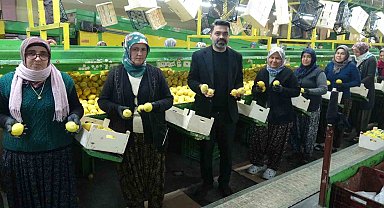Limonda hasat sonu: Kadınların yoğun mesaisi sürüyor