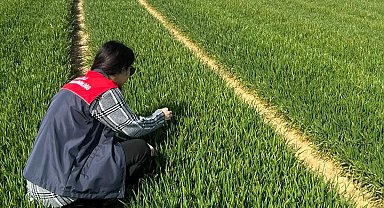 Lüleburgaz ve Pehlivanköy'de hububat tarlaları mercek altında