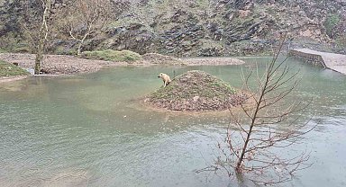 Mahsur kalan köpeği itfaiye ekipleri kurtardı