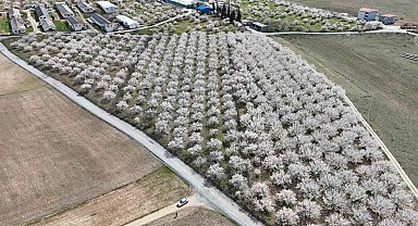Malatya'da çiçek açan kayısı bahçeleri havadan görüntülendi