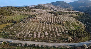 Manisa'da badem ağaçları çiçeklerle bezendi