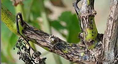 Manisa'da bağcılara 'Ölükol' uyarısı