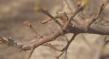 Manisa'da meyve ağaçlarına ateş yanıklığı uyarısı