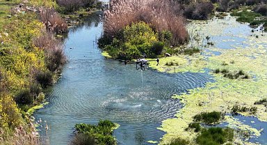 Manisa'da sivrisinek alarmı