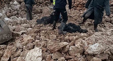 Mardin'de ahırın çökmesi sonucu 30 küçükbaş telef oldu