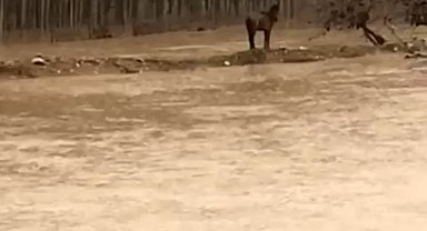 Mardin'de sel sularına giren vatandaş atını kurtardı