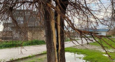 Mardin'de yıldırımın isabet ettiği ağaç ikiye bölündü