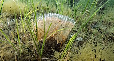 Marmara Denizi'nde kullanılan kaçak av aracı yakalandı
