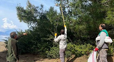 Marmaris'te çam kese böceğine karşı 'mekanik ve biyolojik yöntemlerle mücadele' sürüyor