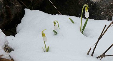 Mart karı kardelenleri yeniden beyaza bürüdü