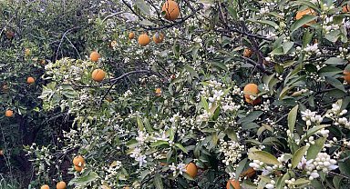 Mersin portakal kokmaya başladı: Dalında kalan ürünler toplanmadan çiçekler açtı
