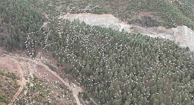 Mersin'de ak pelikanların dansı görsel şölen sundu