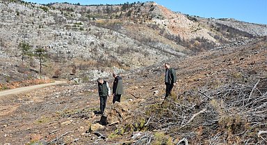 Mersin'de yangın sahalarında doğa yeniden canlanıyor