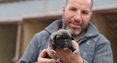 Mevsimin ilk kangalları dünyaya gözlerini açtı, karakterleri böyle ortaya çıkıyor