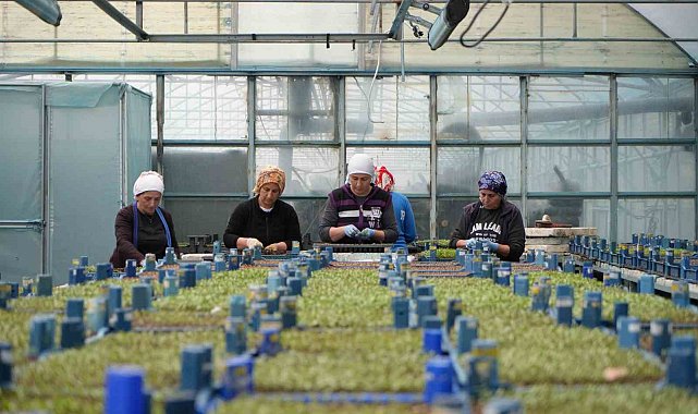 Milyonlarca sebze fidesi profesyonel ellerde üretiliyor