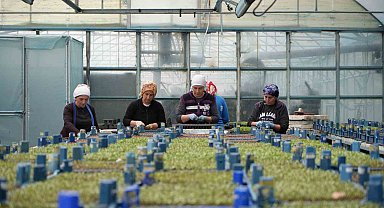 Milyonlarca sebze fidesi profesyonel ellerde üretiliyor